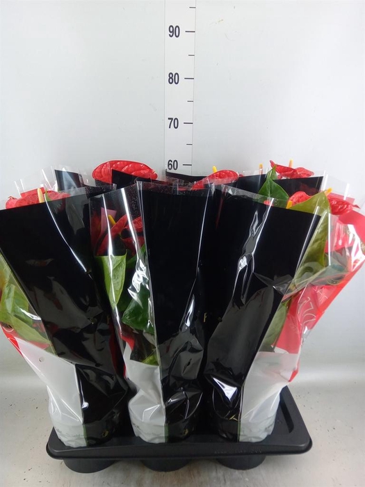 <h4>Anthurium andr. 'Madural'</h4>