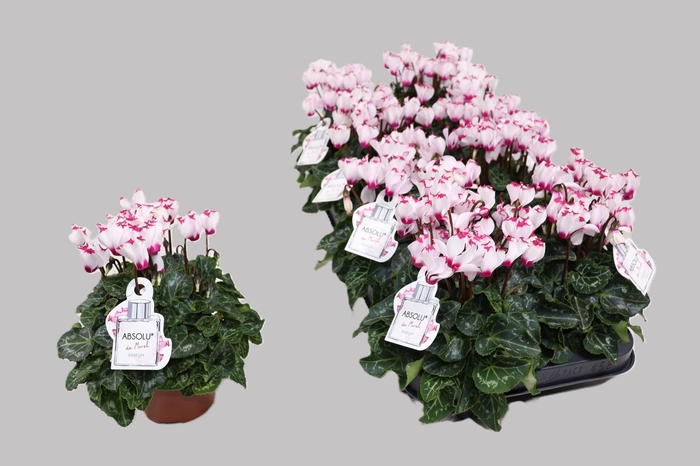 <h4>CYCL KL ABSOL DE MOR</h4>