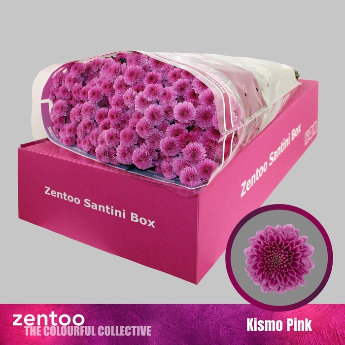 <h4>Chrysanthemum SA 'Kismo Pink'</h4>