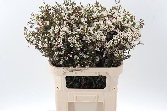 <h4>Cham un white Lion</h4>