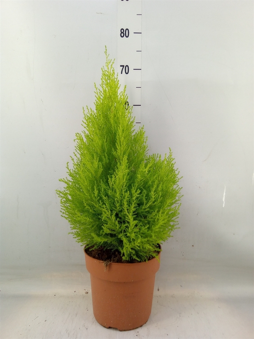 <h4>Cupressus macro. 'Goldcrest Wilma'</h4>