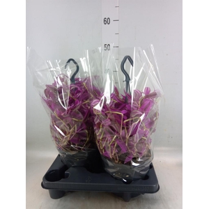 Tradescantia zebr. 'Pink Paradise'