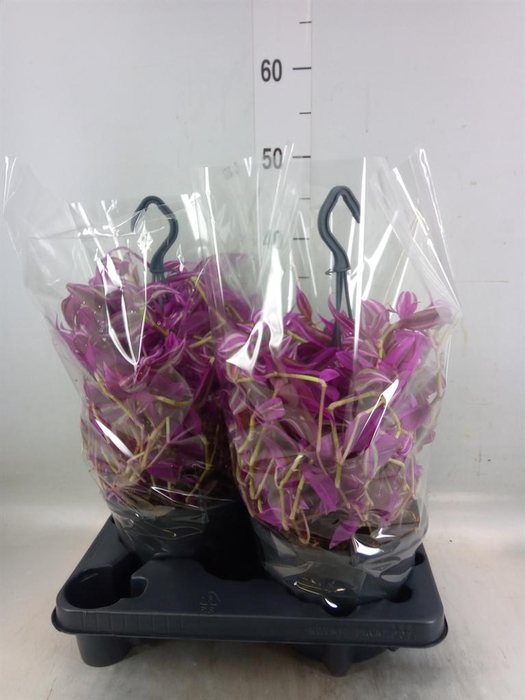 <h4>Tradescantia zebr. 'Pink Paradise'</h4>