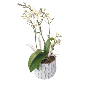 Arr.   Kamerplant Groen L%