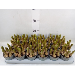 Muscari  'Mountain Lady'