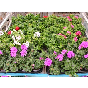 arr8 Pel Pelt Mixk 1 Kleur Per Tray