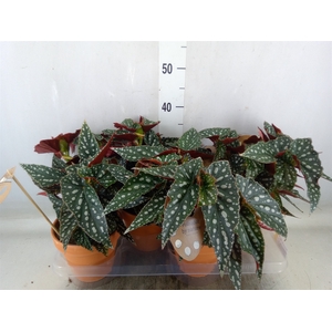 Begonia BD mac. 'Spotlight Green'