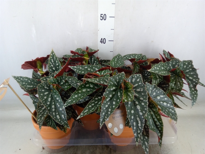 <h4>Begonia BD mac. 'Spotlight Green'</h4>