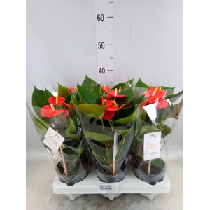 Anthurium andr. 'FC Cinemato'