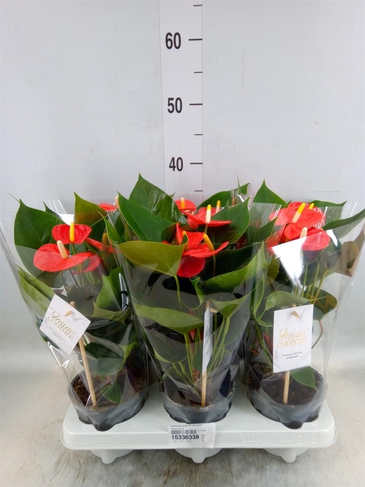 <h4>Anthurium andr. 'FC Cinemato'</h4>