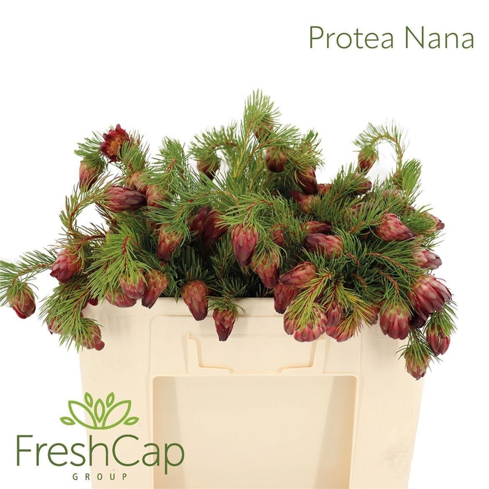 <h4>PROTEA NANA</h4>