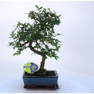 Zelkova parvifolia, 20cm., shape, with driptray