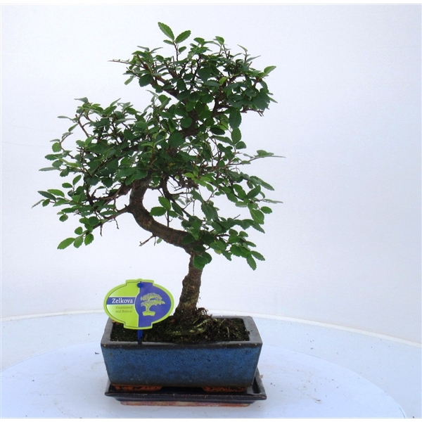 <h4>Zelkova parvifolia, 20cm., shape, with driptray</h4>