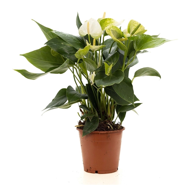 <h4>Anthurium white (Elido) P&PURE Collection</h4>