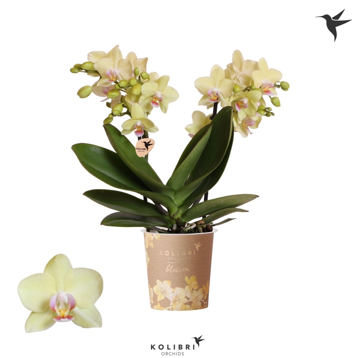 <h4>Kolibri Orchids Phalaenopsis Blossom Paraguay 2 spike</h4>