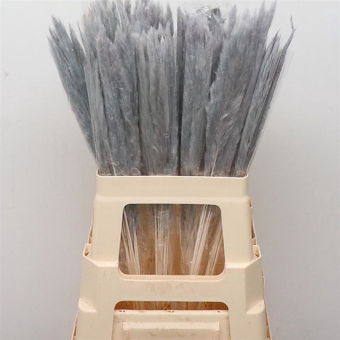 <h4>Dried Pampas Fluffy Grey</h4>