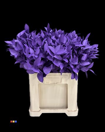 <h4>Ruscus Purple</h4>