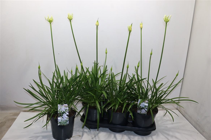 <h4>Agapa Pitchoun White</h4>