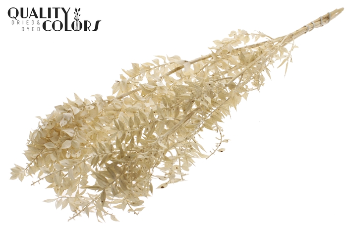 Ruscus 70cm 5 pc/bunch Bleached (2x5 bunch/poly)