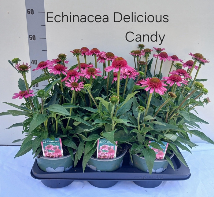 <h4>ECHINA SENSATION PIN</h4>