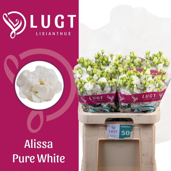 <h4>EUS G ALISSA PUR WHI</h4>