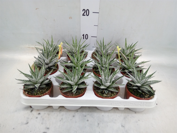 <h4>Haworthia fasciala 'Alba'</h4>