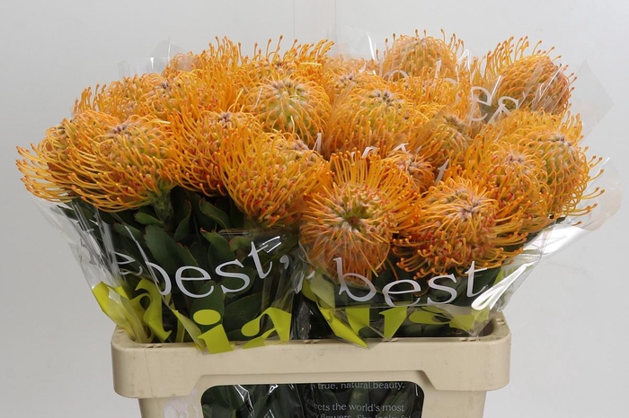 <h4>Nutans Soleil</h4>