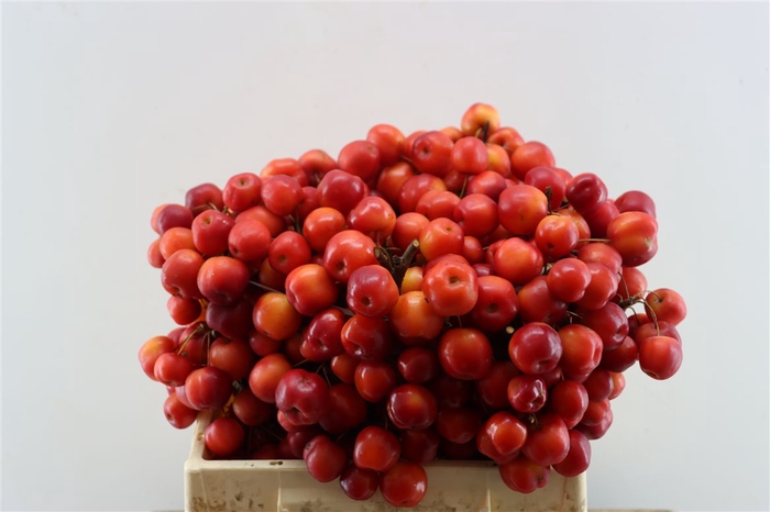 <h4>Malus Red Sentinel Xxl</h4>