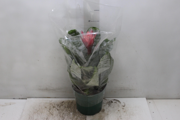 <h4>AECHMEA FASCIATA P17</h4>