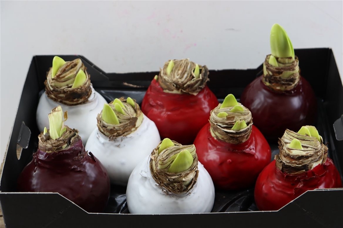 <h4>Wax Hipp Mix</h4>