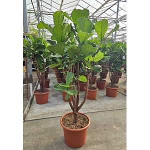 Ficus lyrata