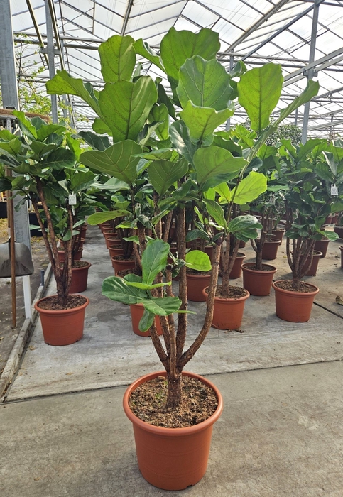 Ficus lyrata