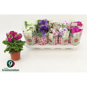 PRIM OB SWEETK A GEM