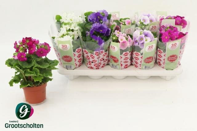 <h4>PRIM OB SWEETK A GEM</h4>