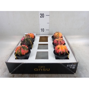 Gymnocalycium mihanov. 'Japan'  mix