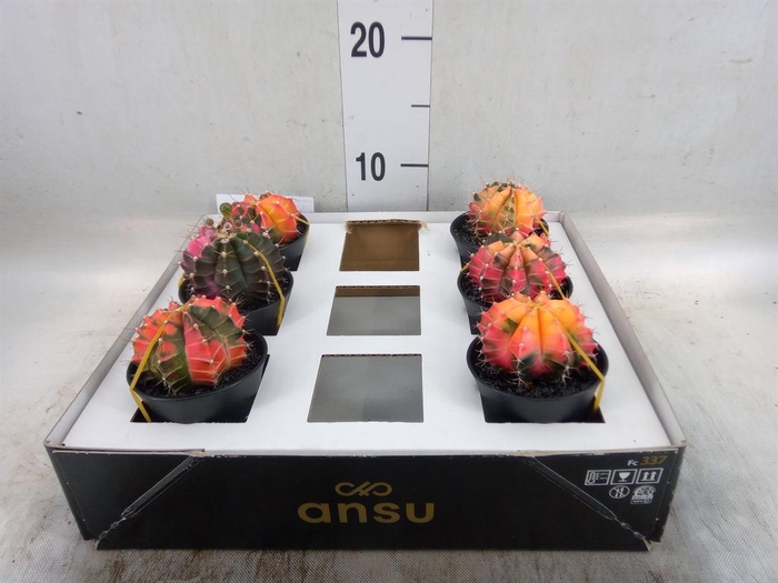 <h4>Gymnocalycium mihanov. 'Japan'  mix</h4>