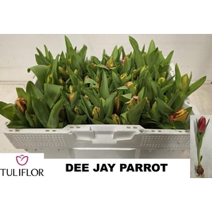 TU PA DEE JAY PARROT