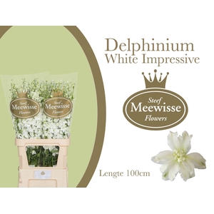 Delphinium Impressive White