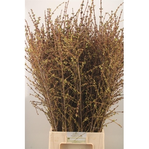 Forsythia I Spectabilis