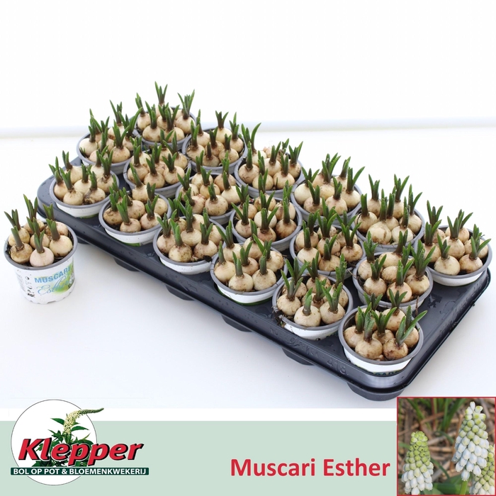 <h4>MUSCAR ESTHER</h4>