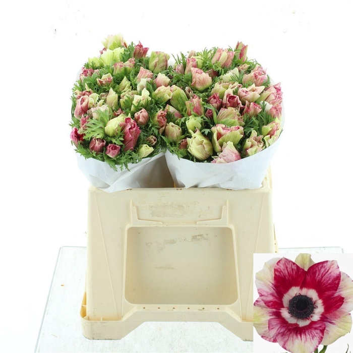 <h4>ANEM CO MIS + TIGRE</h4>