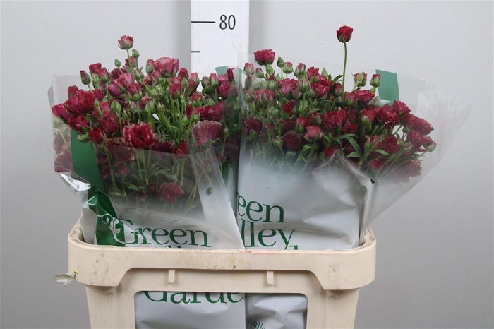 <h4>Ran Magical Raspberry</h4>