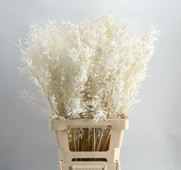 <h4>DROOG RUSCUS BLEACHE</h4>