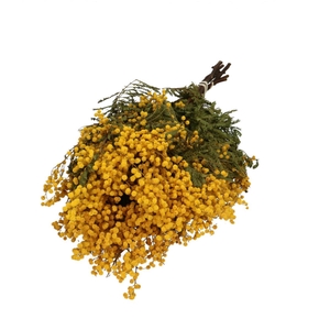 Droogbloem Mimosa 65cm 150g