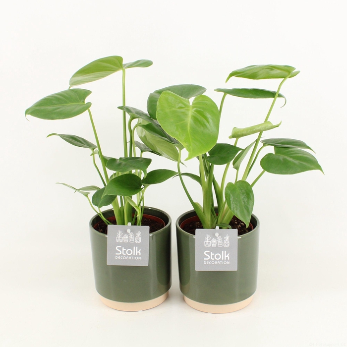 <h4>Monstera in Julia keramiek</h4>