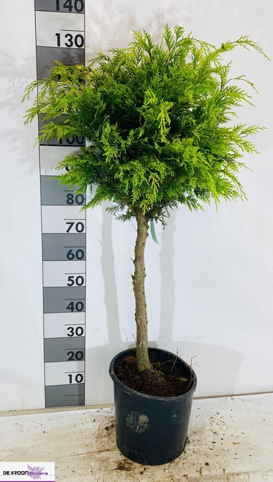 <h4>CHAM L STARDUST</h4>