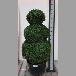 BUXU SEMPERVIRENS