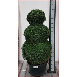 BUXU SEMPERVIRENS