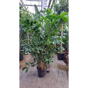 Caryota mitis
