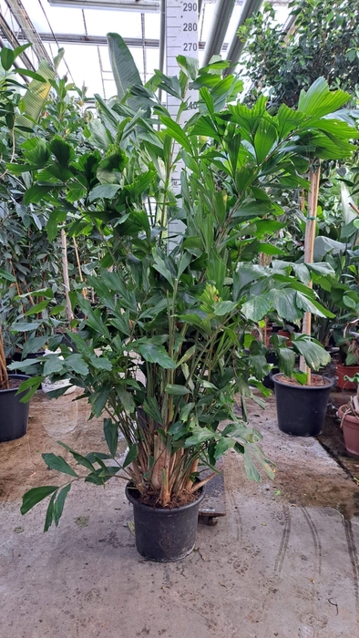 <h4>Caryota mitis</h4>